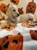 CreamBoy Va, a male Miniature Dachshund for sale in Rocky Mount, VA – 8 of 8