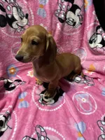 Redgirl Va, a female Miniature Dachshund for sale in Rocky Mount, VA – 2 of 4