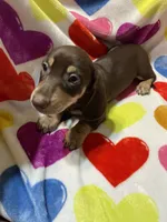 Male Va, a male Miniature Dachshund for sale in Rocky Mount, VA – 4 of 4