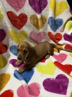 Sugar Va, a female Miniature Dachshund for sale in Rocky Mount, VA – 4 of 5