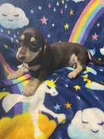 Brownie Va, a female Miniature Dachshund for sale in Rocky Mount, VA – 5 of 8