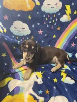 Brownie Va, a female Miniature Dachshund for sale in Rocky Mount, VA – 8 of 8