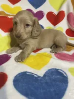 Butterscotch Va, a female Miniature Dachshund for sale in Rocky Mount, VA – 1 of 4