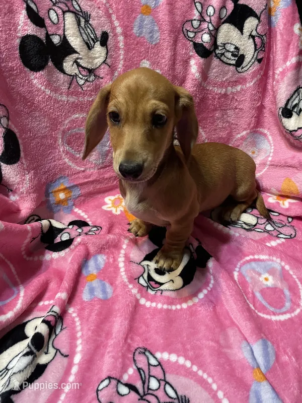 Redgirl Va – Miniature Dachshund puppy for sale in Rocky Mount, VA