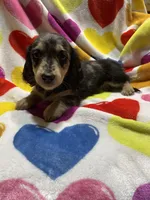 Dapple female Va, a female Miniature Dachshund for sale in Rocky Mount, VA – Photo 7 of 7