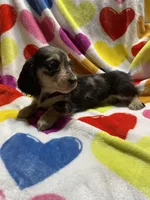 Dapple female Va, a female Miniature Dachshund for sale in Rocky Mount, VA – Photo 4 of 7