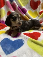 Dapple female Va, a female Miniature Dachshund for sale in Rocky Mount, VA – Photo 5 of 7