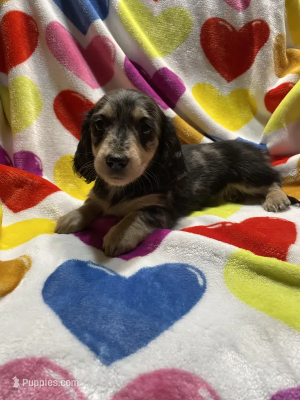 Dapple female Va – Miniature Dachshund puppy for sale in Rocky Mount, VA
