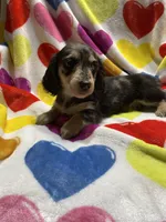 Dapple female Va, a female Miniature Dachshund for sale in Rocky Mount, VA – Photo 2 of 7