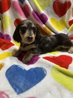 Dapple female Va, a female Miniature Dachshund for sale in Rocky Mount, VA – Photo 3 of 7