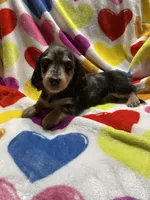 Dapple female Va, a female Miniature Dachshund for sale in Rocky Mount, VA – Photo 6 of 7