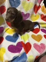 Babyboy Va, a male Miniature Dachshund for sale in Rocky Mount, VA – 4 of 5