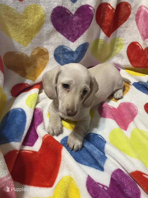Lucky Va – Miniature Dachshund puppy for sale in Rocky Mount, VA