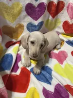 Lucky Va, a male Miniature Dachshund for sale in Rocky Mount, VA – 1 of 7