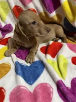 Ladybug Va, a female Miniature Dachshund for sale in Rocky Mount, VA – 2 of 4