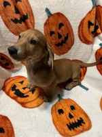 Red girl Va, a female Miniature Dachshund for sale in Rocky Mount, VA – 2 of 3