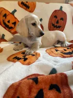 CreamBoy Va, a male Miniature Dachshund for sale in Rocky Mount, VA – 7 of 8