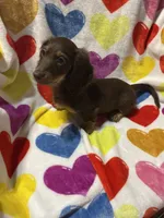 King Va, a male Miniature Dachshund for sale in Rocky Mount, VA – 1 of 3
