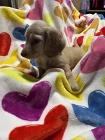 Sweetboy Va, a female Miniature Dachshund for sale in Rocky Mount, VA – 7 of 7