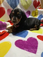 Trouble Va, a male Miniature Dachshund for sale in Rocky Mount, VA – Photo 2 of 4