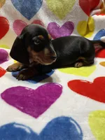 Trouble Va, a male Miniature Dachshund for sale in Rocky Mount, VA – Photo 3 of 4