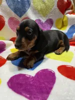 Trouble Va, a male Miniature Dachshund for sale in Rocky Mount, VA – Photo 4 of 4
