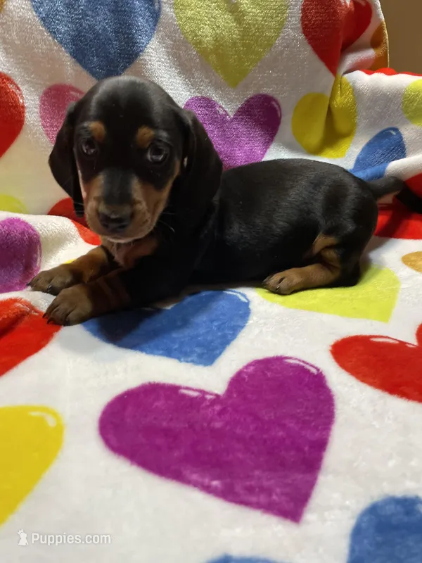 Trouble Va – Miniature Dachshund puppy for sale in Rocky Mount, VA