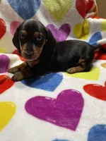 Trouble Va, a male Miniature Dachshund for sale in Rocky Mount, VA – Photo 1 of 4