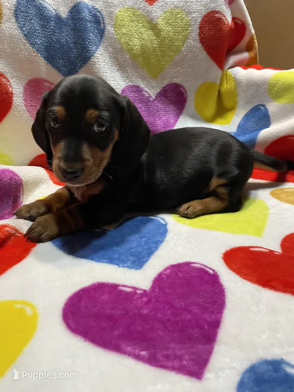 Trouble Va – Miniature Dachshund puppy for sale in Rocky Mount, VA