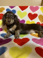 Rosie Va, a female Miniature Dachshund for sale in Rocky Mount, VA – 7 of 7