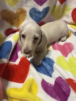 Lucky Va, a male Miniature Dachshund for sale in Rocky Mount, VA – 3 of 7