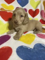 Butterscotch Va, a female Miniature Dachshund for sale in Rocky Mount, VA – 4 of 4