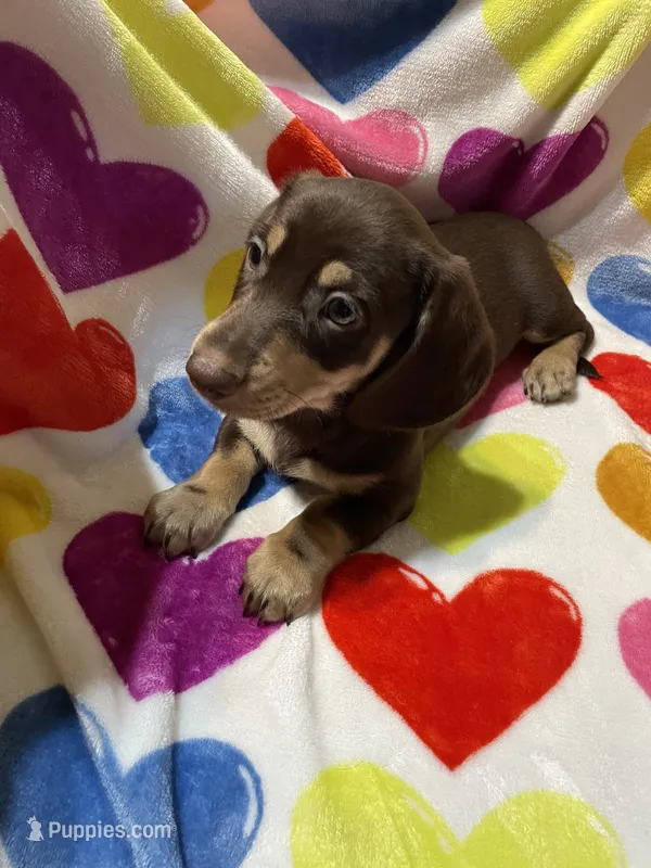 Male Va – Miniature Dachshund puppy for sale in Rocky Mount, VA