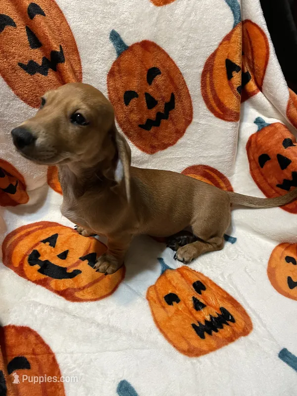 Red girl Va – Miniature Dachshund puppy for sale in Rocky Mount, VA