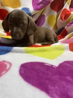 Hershey Va, a female Miniature Dachshund for sale in Rocky Mount, VA – Photo 3 of 3