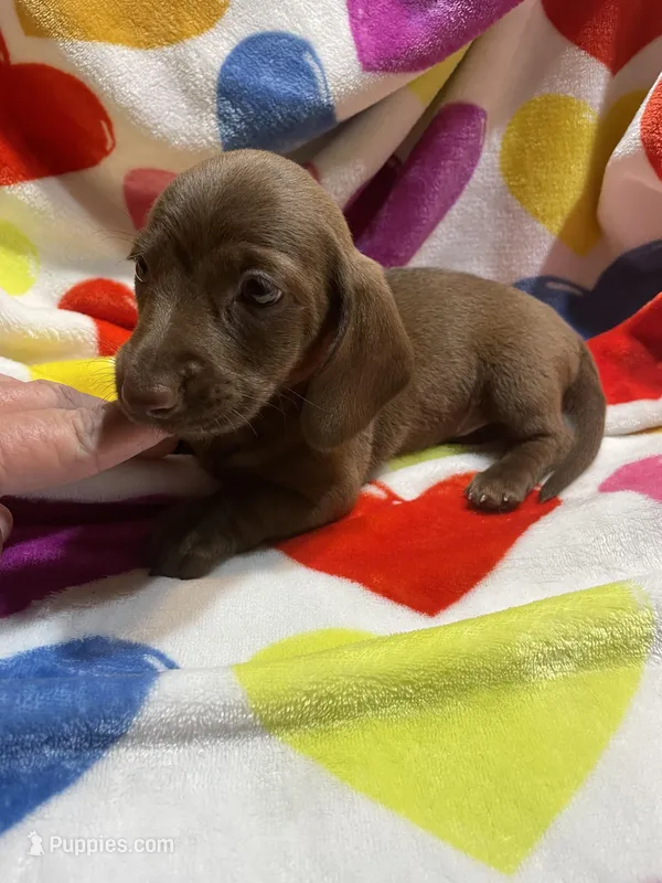 Hershey Va – Miniature Dachshund puppy for sale in Rocky Mount, VA
