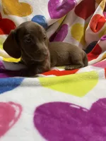 Hershey Va, a female Miniature Dachshund for sale in Rocky Mount, VA – Photo 2 of 3