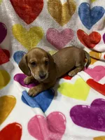 Sugar Va, a female Miniature Dachshund for sale in Rocky Mount, VA – 5 of 5