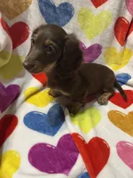 Babyboy Va, a male Miniature Dachshund for sale in Rocky Mount, VA – 2 of 5