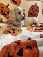 CreamBoy Va, a male Miniature Dachshund for sale in Rocky Mount, VA – 5 of 8