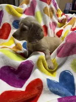 Sweetboy Va, a female Miniature Dachshund for sale in Rocky Mount, VA – 1 of 7