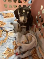 Male Va, a male Miniature Dachshund for sale in Rocky Mount, VA – 1 of 3