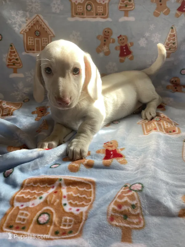 Lucky Va – Miniature Dachshund puppy for sale in Rocky Mount, VA