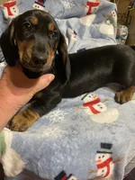 King Va, a male Miniature Dachshund for sale in Rocky Mount, VA – 3 of 7