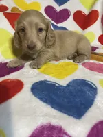 Butterscotch Va, a female Miniature Dachshund for sale in Rocky Mount, VA – 3 of 4
