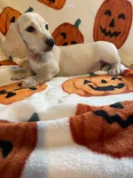 CreamBoy Va, a male Miniature Dachshund for sale in Rocky Mount, VA – 4 of 8