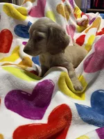 Sweetboy Va, a female Miniature Dachshund for sale in Rocky Mount, VA – 3 of 7