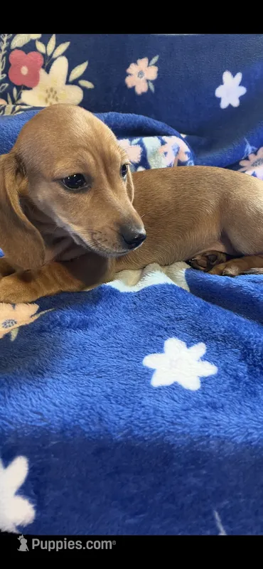 Sugar Va – Miniature Dachshund puppy for sale in Rocky Mount, VA