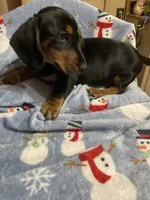 King Va, a male Miniature Dachshund for sale in Rocky Mount, VA – 5 of 7