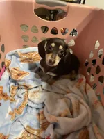 Male Va, a male Miniature Dachshund for sale in Rocky Mount, VA – 2 of 3